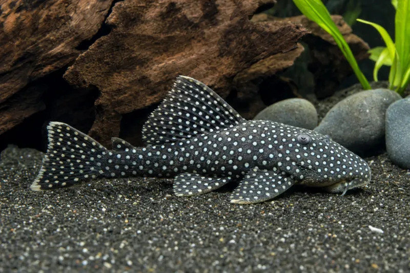 Kieser Pleco