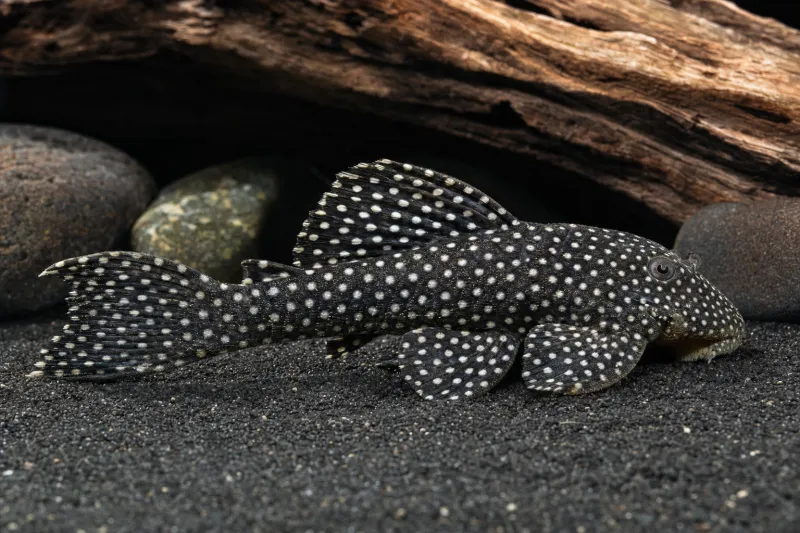 Kieser Pleco