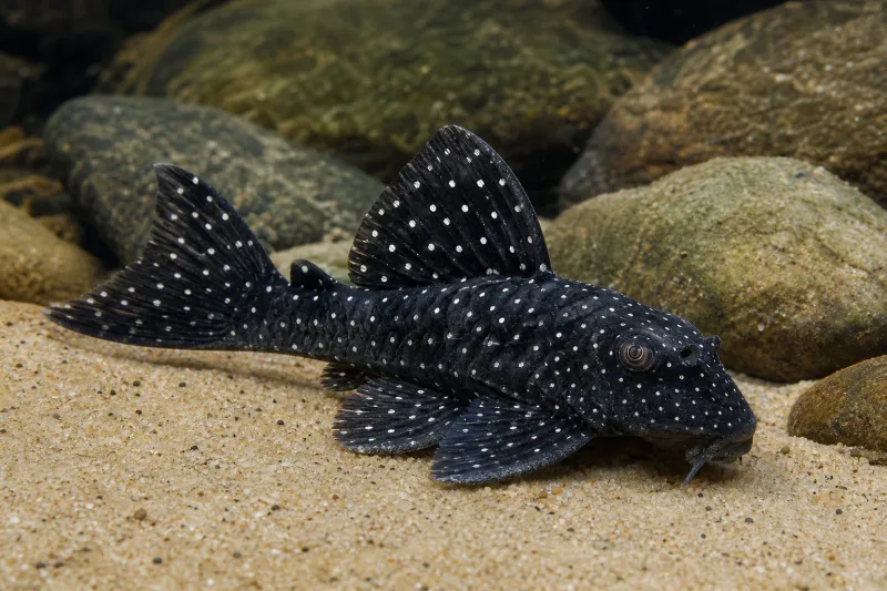 Angelicus Pleco