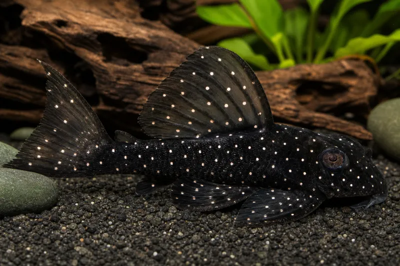 Angelicus Pleco