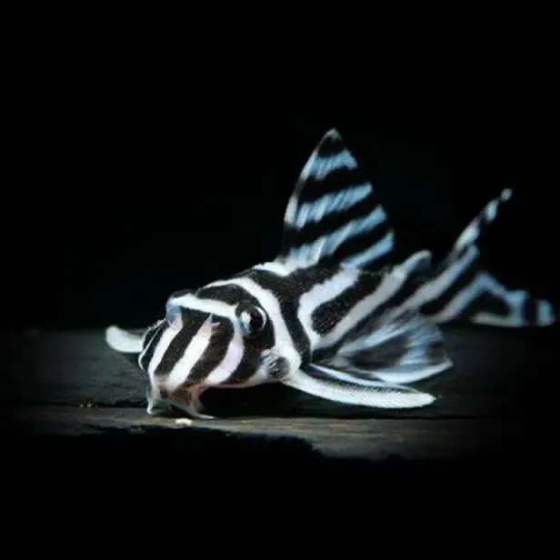 Zebra Pleco