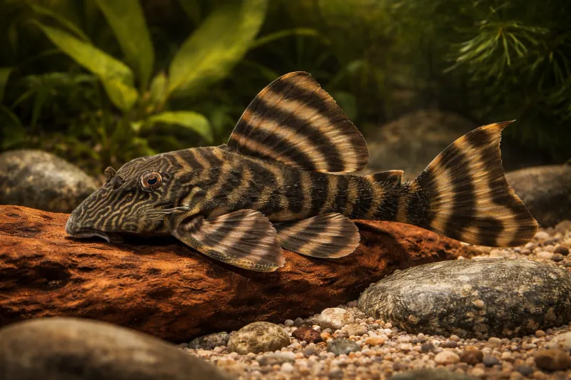 Tiger Pleco