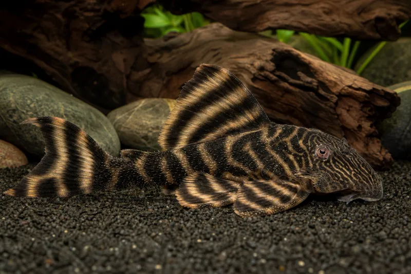 Tiger Pleco