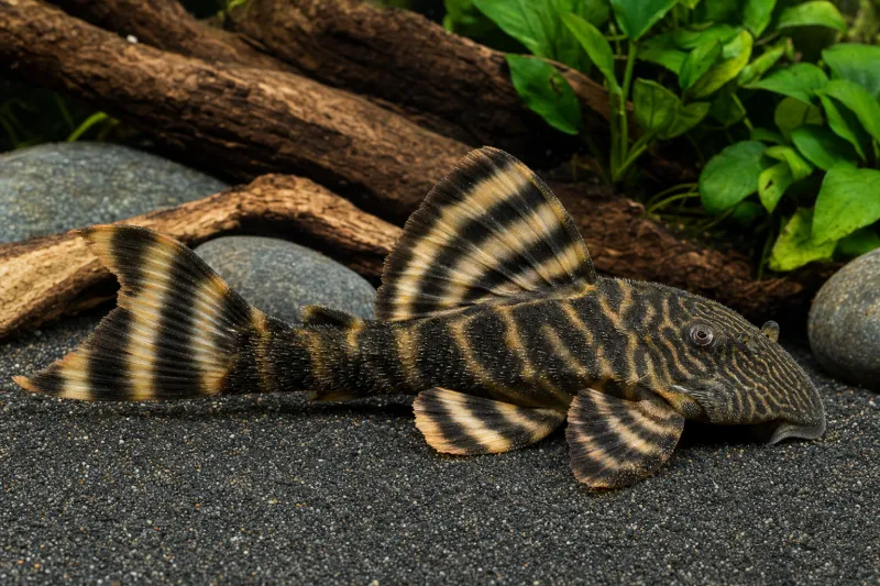 Tiger Pleco