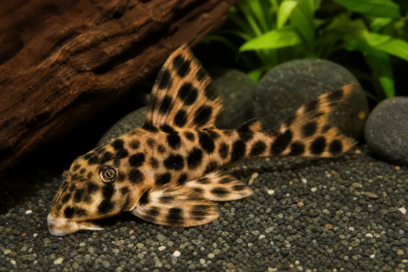 Peckoltia