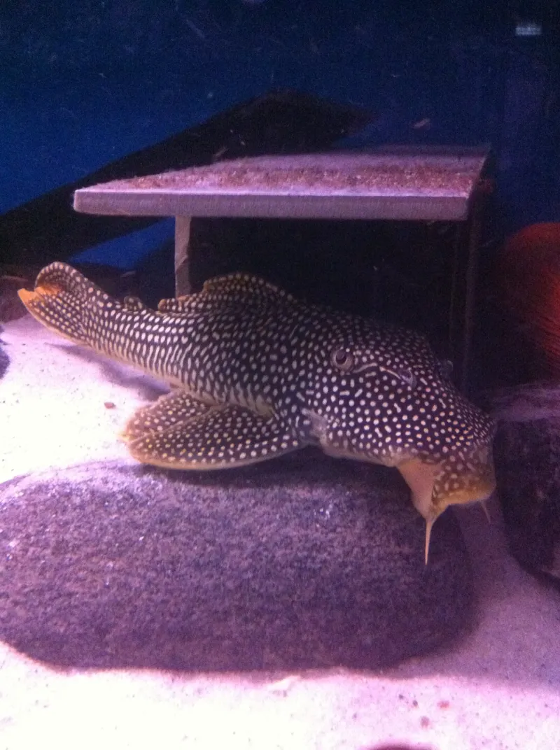 Sunshine Pleco / Goldie Pleco