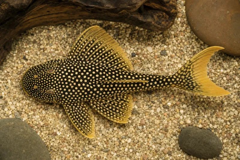 Sunshine Pleco / Goldie Pleco