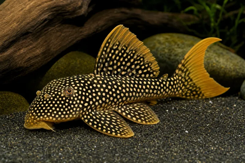 Sunshine Pleco / Goldie Pleco