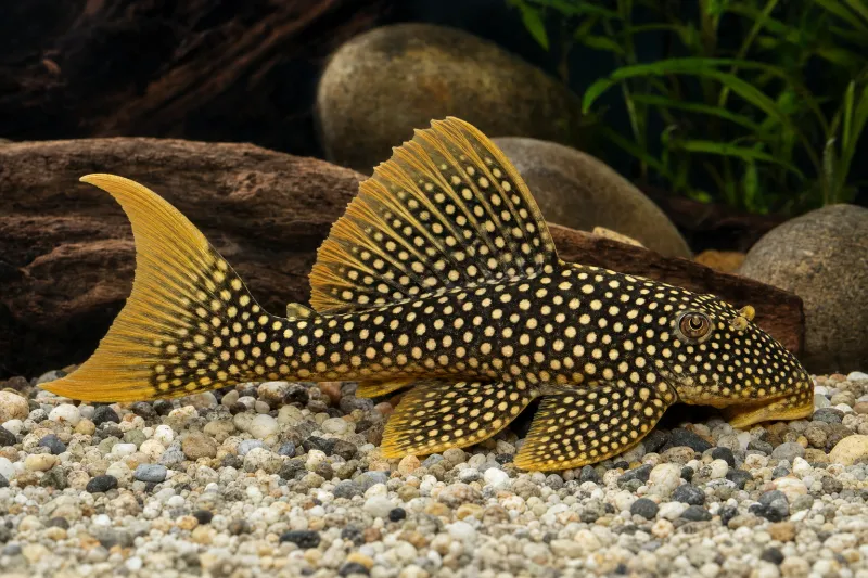 Sunshine Pleco / Goldie Pleco